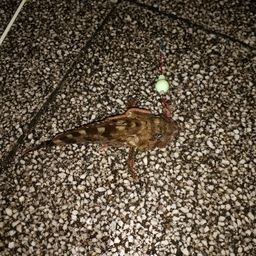 カサゴ