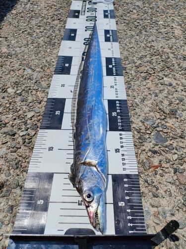 タチウオの釣果