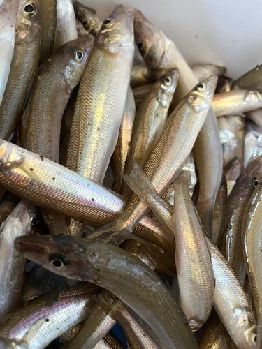 シロギスの釣果