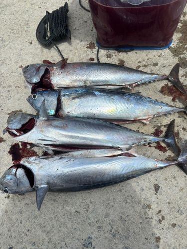 カツオの釣果
