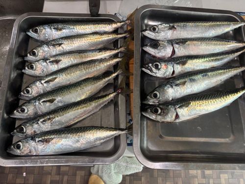 サバの釣果
