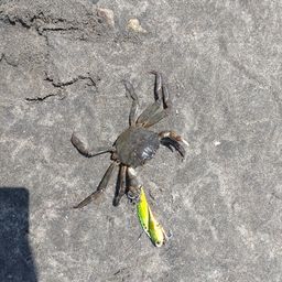 モクズガニ