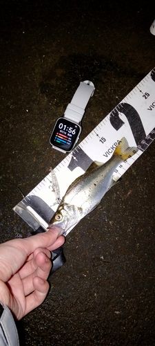 セイゴ（ヒラスズキ）の釣果