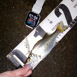 セイゴ（ヒラスズキ）