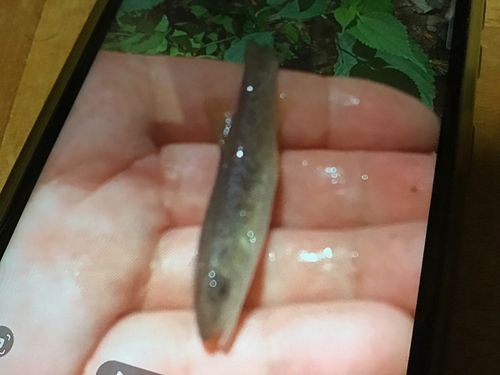 タカハヤの釣果