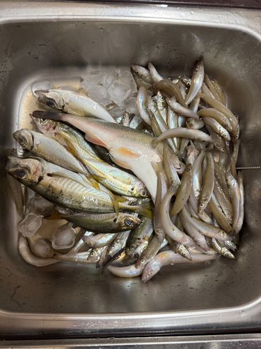 シロギスの釣果