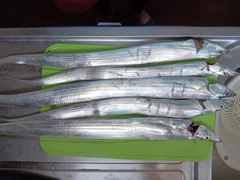 タチウオの釣果