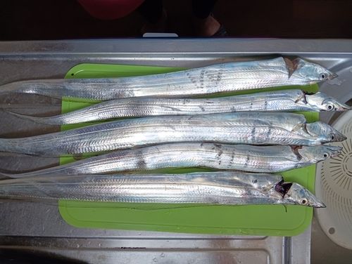 タチウオの釣果