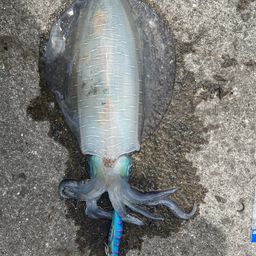 アオリイカ