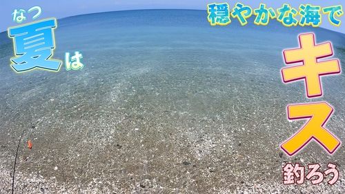 キスの釣果