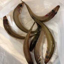 シロギス