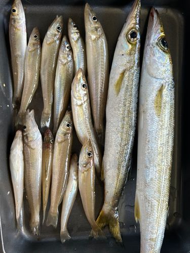 キスの釣果
