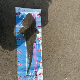 マゴチ
