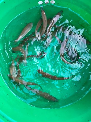 シロギスの釣果