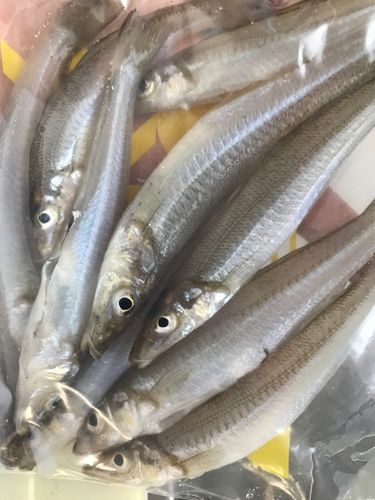 キスの釣果