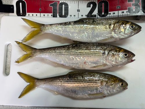 コノシロの釣果