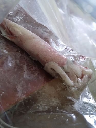 シロイカの釣果