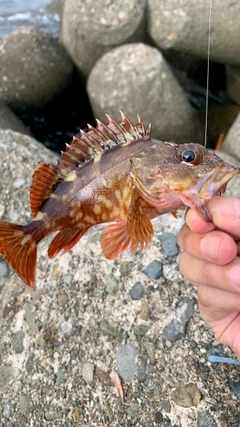 カサゴの釣果
