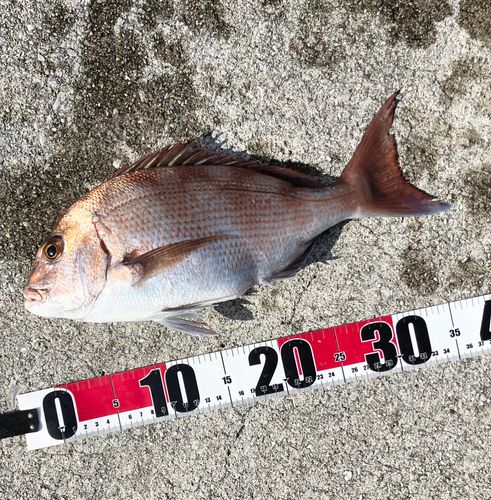 タイの釣果