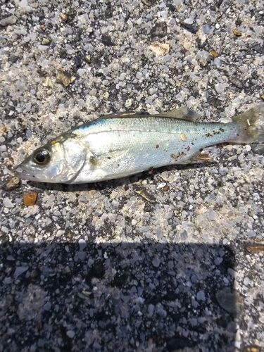 セイゴ（ヒラスズキ）の釣果