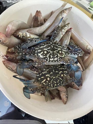 キスの釣果
