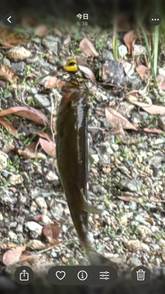 釣果