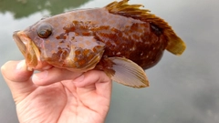 キジハタの釣果