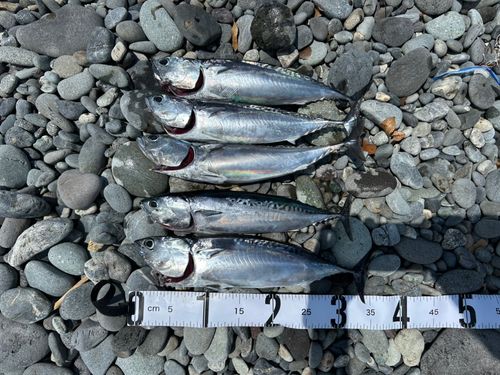 ソウダガツオの釣果