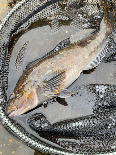 アイナメの釣果