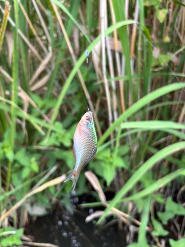 タイリクバラタナゴの釣果