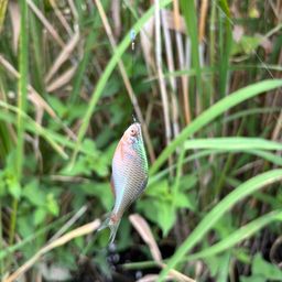 タイリクバラタナゴ