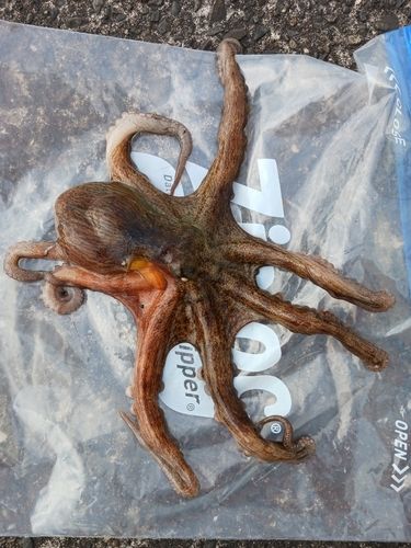 タコの釣果