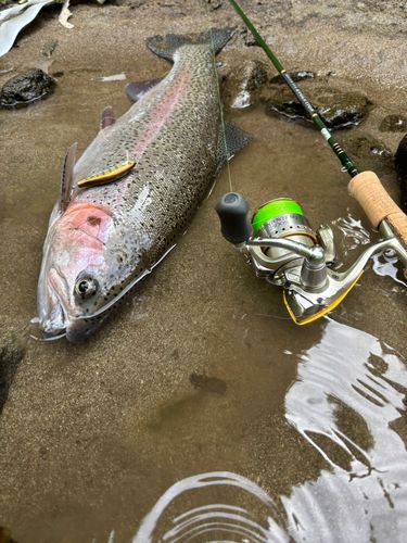 ニジマスの釣果
