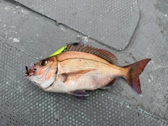 マダイの釣果