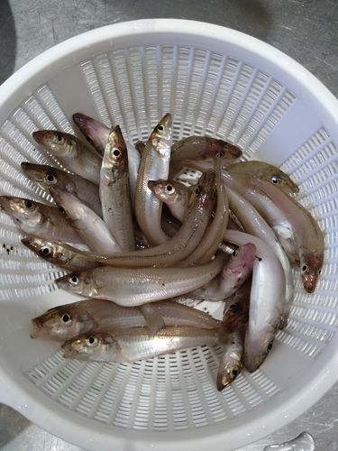 キスの釣果