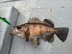 シロメバルの釣果