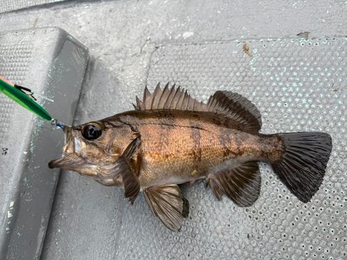 シロメバルの釣果