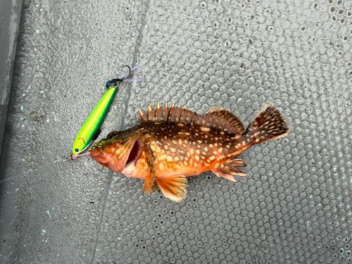 カサゴの釣果
