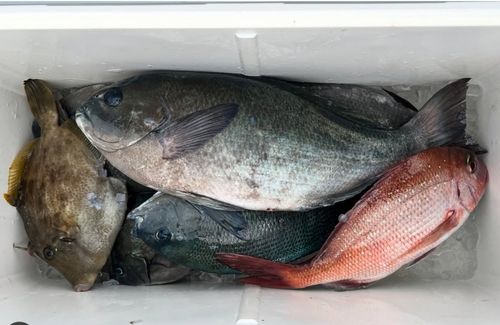 グレの釣果