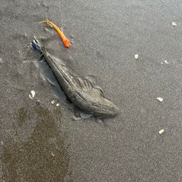 マゴチ