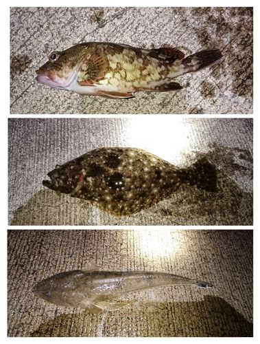 ヒラメの釣果