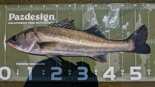 シーバスの釣果