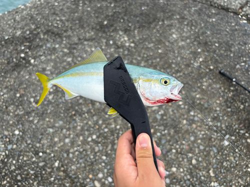 ツバスの釣果