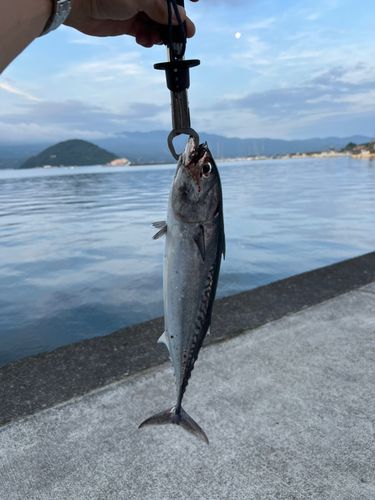 ソウダガツオ