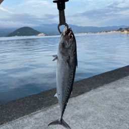 ソウダガツオ