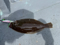 ムシガレイの釣果