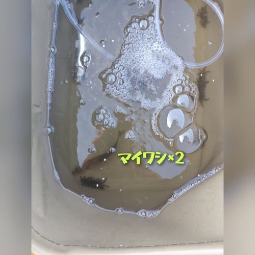 マイワシの釣果