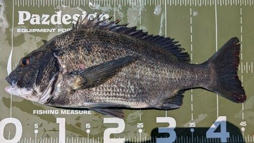 クロダイの釣果