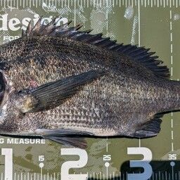 クロダイ