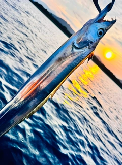 タチウオの釣果